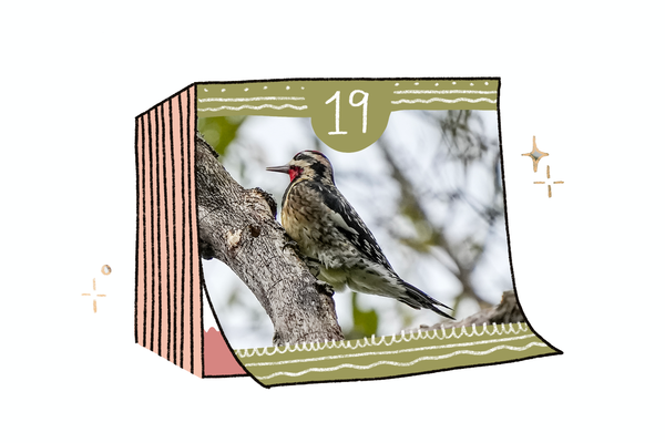 A yellow-bellied sapsucker with black-and-white coloring and a red patch at its throat perches on a branch, its beak pointed to the left.